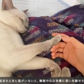 Chất lượng giấc ngủ khi bắt chước thói quen ngủ của mèo