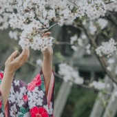 Kinh nghiệm ngắm hoa anh đào