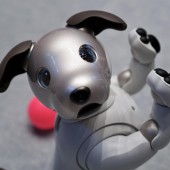 Sony tìm nhà mới cho những chú chó robot “lão hóa”