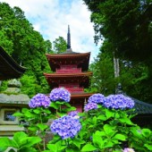 Hoa Ajisai và sự vô thường của đời người