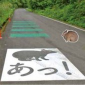 Tạo vạch kẻ đường để bảo vệ loài thỏ Amami