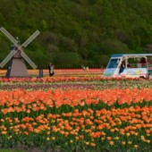 Du khách phát sốt vì vẻ đẹp hoa Tulip Nhật Bản 