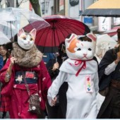 Kagurazaka Bakeneko: Lễ hội hóa mèo dịp Halloween