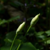 Da đẹp đáng mơ ước với ngồng tỏi