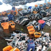 Điều chỉnh mới trong Công ước CITES sẽ thay đổi ngành đánh bắt cá mập của Nhật?