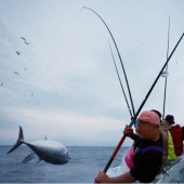 Cá ngừ vằn béo lên cảnh báo về biến đổi khí hậu