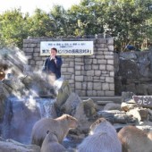 Ở Nhật có hẳn cuộc thi tắm Onsen cho chuột lang nước