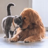 Nhật Bản phát triển công nghệ theo dõi cảm xúc và sức khỏe thú cưng