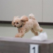 Chú chó Poodle tí hon gia nhập lực lượng cảnh sát Nhật Bản
