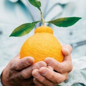 Cam Dekopon của người Nhật chinh phục thế giới