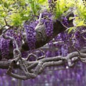 Tháng Năm ngắm hoa tử đằng ở công viên Ashikaga