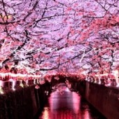 Nakameguro: khu phố sang trọng và nghệ thuật ở Tokyo