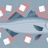 Làm cá tươi ngon kiểu Nhật: Ikejime