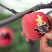 Mojie Ringo: Nghệ thuật vẽ hình lên trái táo