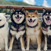 Gặp gỡ 4 bé Shiba đáng yêu đang khuấy đảo cộng đồng mạng