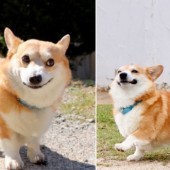 Thánh biểu cảm corgi đến từ Nhật Bản