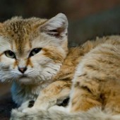 Nhật Bản đón những chú mèo cát sa mạc đầu tiên