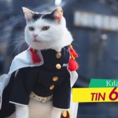 Khi mèo cũng biết Cosplay