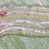 Shirouo no Odorigui: Món cá nhảy múa trong miệng