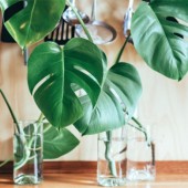 Nâng vận tình yêu với 4 loài thực vật sau