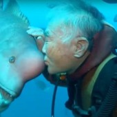 Tình bạn giữa người thợ lặn và cô cá bàng chài