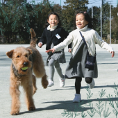 Những chú chó học đường tại trường tiểu học Nhật Bản 