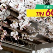 Hiện tượng tuyết rơi trái mùa xuất hiện ở Tokyo sau 32 năm