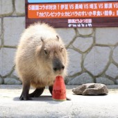 Thế vận hội Capylympics dành cho chuột lang nước