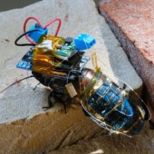 Nhật Bản tạo ra “gián cyborg” để giúp cứu sống con người