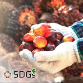 Nhiều doanh nghiệp Nhật thay đổi việc khai thác dầu cọ để bảo vệ rừng