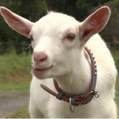 Nhật Bản nở rộ dịch vụ thuê dê cắt cỏ bảo vệ môi trường