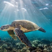 Gặp gỡ loài Đồi Mồi Dứa ở thủy cung Sumida