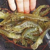 Xuất hiện trường hợp AHPND đầu tiên tại trại tôm ở Okinawa, Nhật Bản