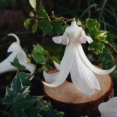 Bộ sưu tập Fairy Dress lung linh từ cánh hoa của họa sĩ Nhật