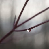 Haiku Nhật Bản thu nhỏ nhân gian 