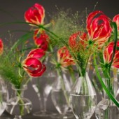 Ngày Tết mua hoa ly lửa Nhật Bản: Cẩn thận chết người!