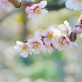 Top 3 địa điểm ngắm hoa Ume lý tưởng ở Tokyo