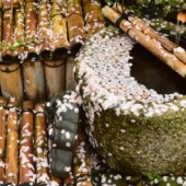 Vẻ đẹp không hoàn hảo hay mỹ học của sự diệt vong