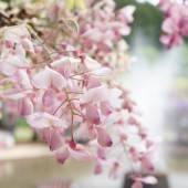 Lễ hội hoa tử đằng 2021 tại công viên Ashikaga