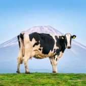 Giải mã sự nổi tiếng của sữa tươi vùng Hokkaido