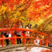 Sắc thu vàng nhuộm Bắc Kanto