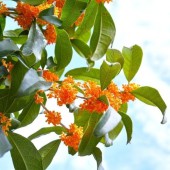 Hoa mộc vàng Kinmokusei: Một phần vẻ đẹp mùa thu Nhật Bản