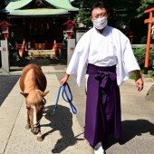 Cuộc sống của chú ngựa thiêng Kirara ở đền Gohozan Kumano