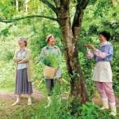 Thu nhập ổn định từ nghề hái lá rừng