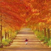 Lịch ngắm lá đỏ năm 2025 và những điểm đến mùa thu đẹp nhất tại Nhật Bản