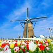 Rực rỡ Nhật Bản với những lễ hội hoa mùa xuân