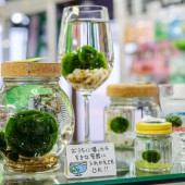Marimo - những quả cầu tảo đáng yêu đến từ Nhật Bản