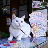 Chú mèo may mắn giúp khách hàng trúng vé số 2,6 tỷ yên