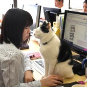 Hội "con sen" Nhật Bản kêu gọi thêm chế độ nghỉ phép thú cưng