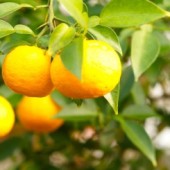 Lễ hội Mikan tại đền thờ thần Mikan tỉnh Wakayama